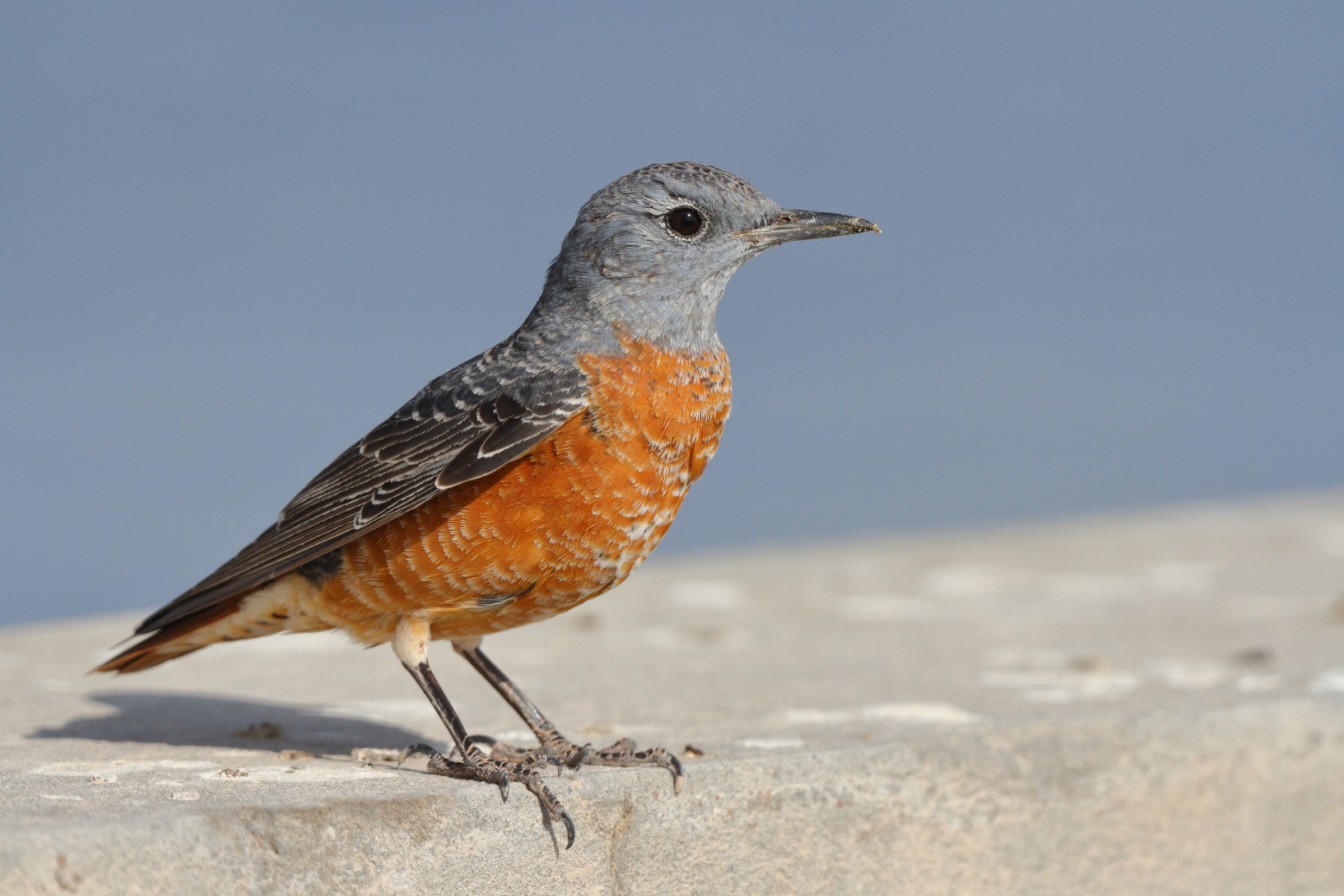 Rufous-tailed Rock Thrush. Qatar, 17 March 2013 © Neil G. Morris.