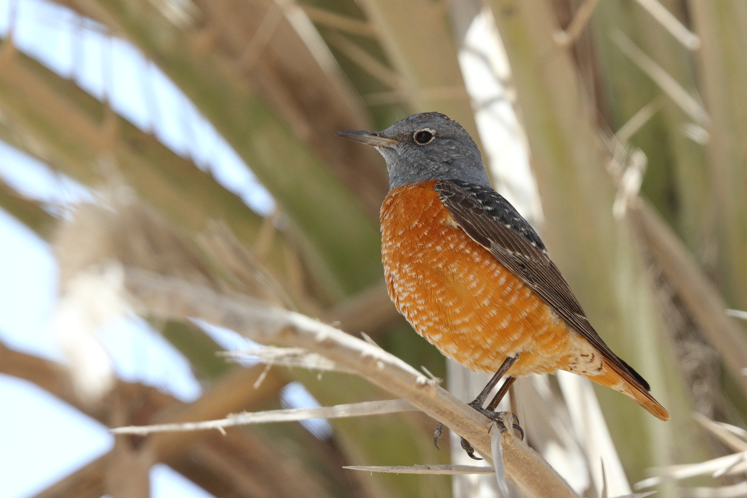 Rufous-tailed Rock Thrush. Qatar, 18 March 2013 © Neil G. Morris.
