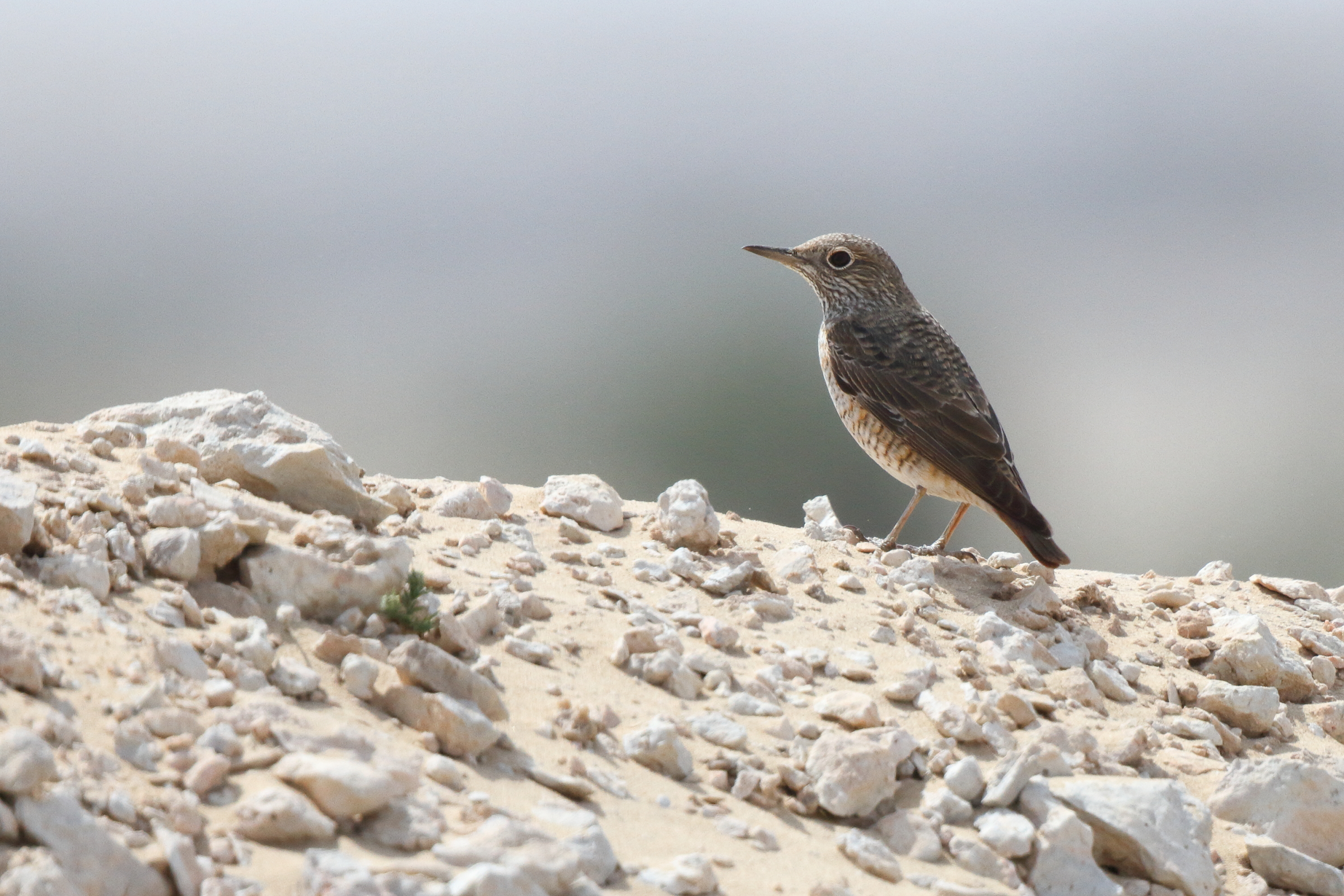 Rufous-tailed Rock Thrush. Qatar, 25 February 2014 © Neil G. Morris.