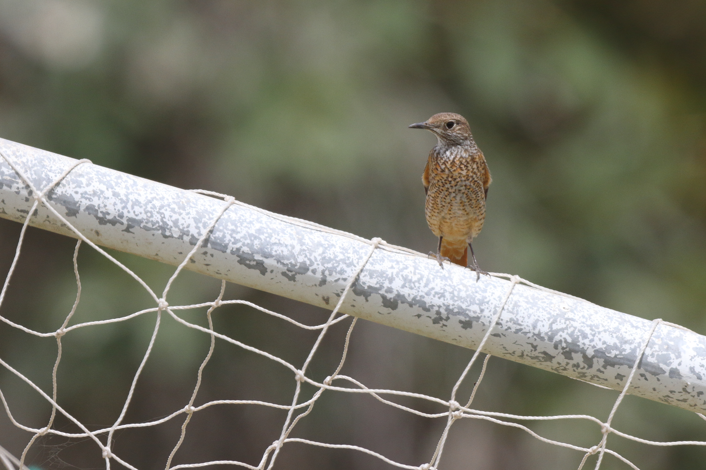 Rufous-tailed Rock Thrush. Qatar, 01 April 2014 © Neil G. Morris.