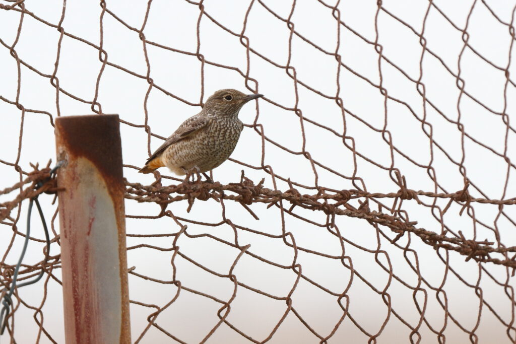 Rufous-tailed Rock Thrush. Qatar, 29 April 2014 © Neil G. Morris.