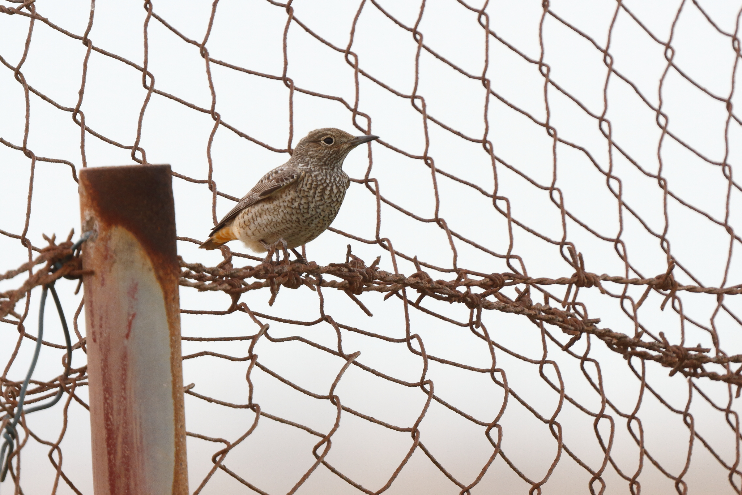 Rufous-tailed Rock Thrush. Qatar, 29 April 2014 © Neil G. Morris.