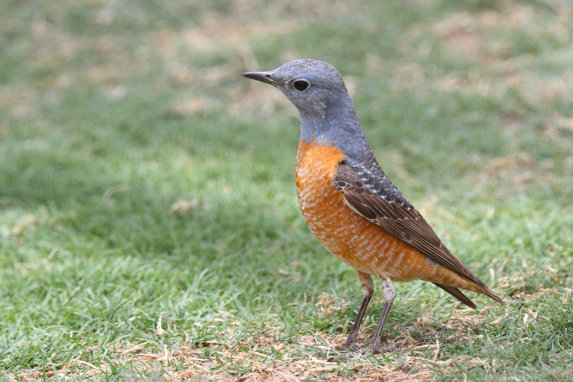 Rufous-tailed Rock Thrush. Qatar, 01 May 2014 © Neil G. Morris.