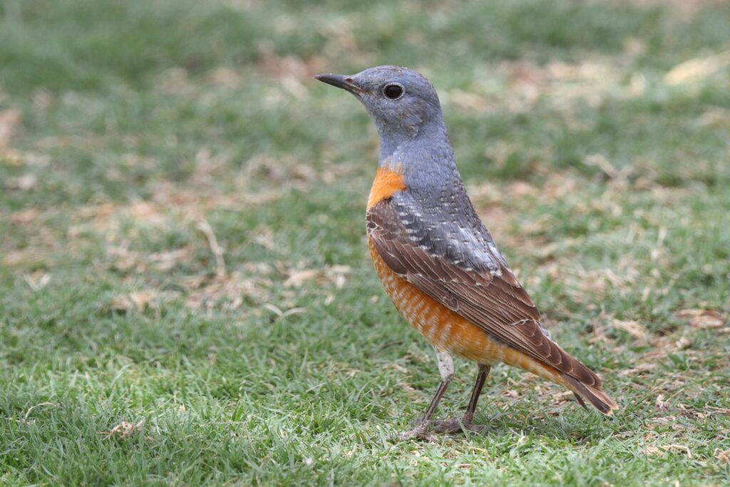 Rufous-tailed Rock Thrush. Qatar, 01 May 2014 © Neil G. Morris.
