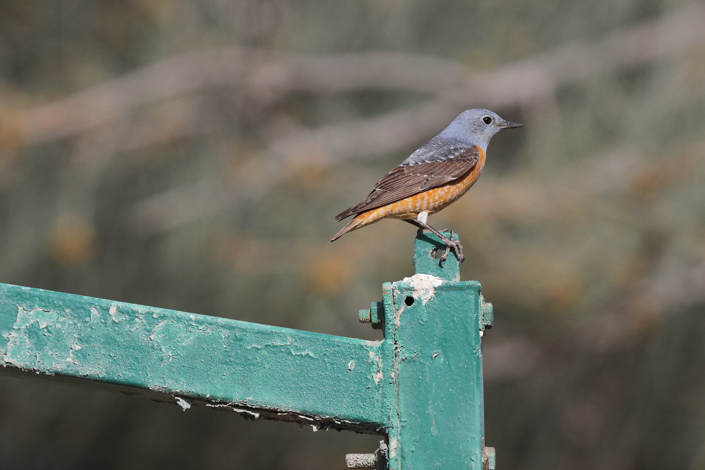 Rufous-tailed Rock Thrush. Qatar, 05 May 2014 © Neil G. Morris.