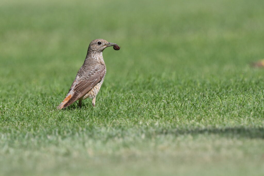 Rufous-tailed Rock Thrush. Qatar, 07 May 2014 © Neil G. Morris.