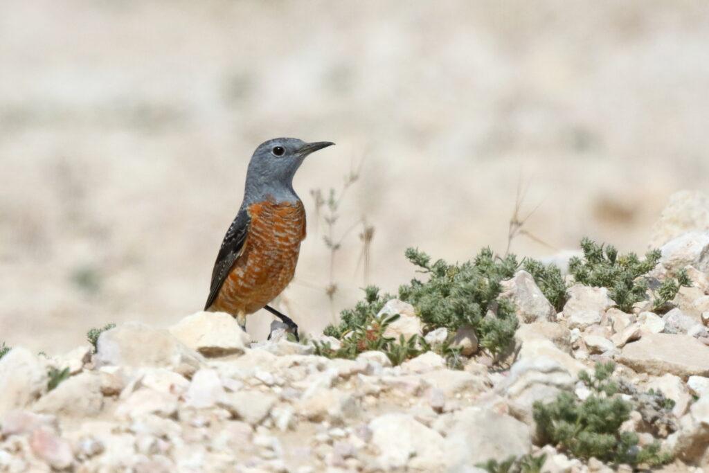 Rufous-tailed Rock Thrush. Qatar, 03 March 2016 © Neil G. Morris.