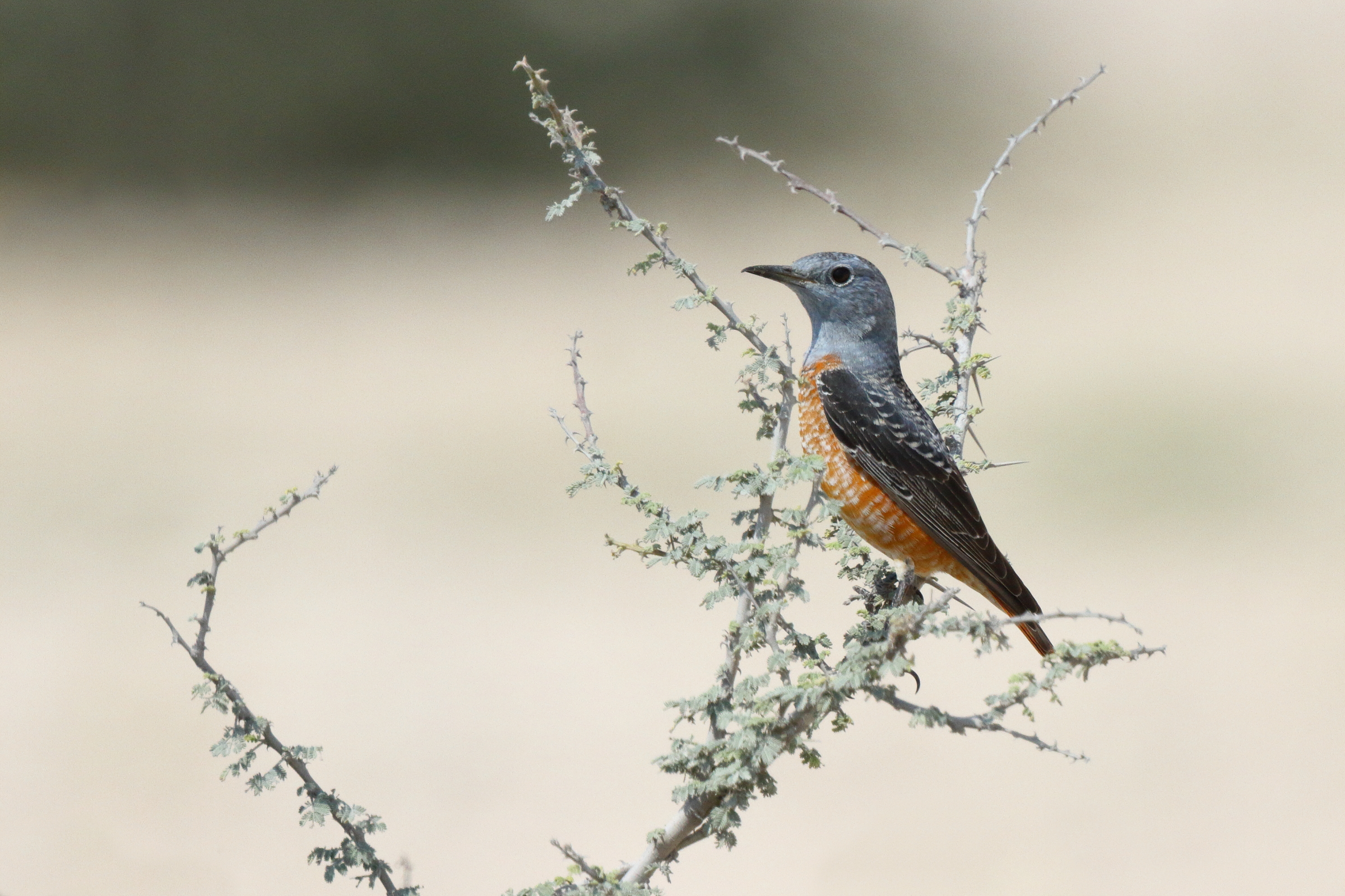 Rufous-tailed Rock Thrush. Qatar, 03 March 2016 © Neil G. Morris.