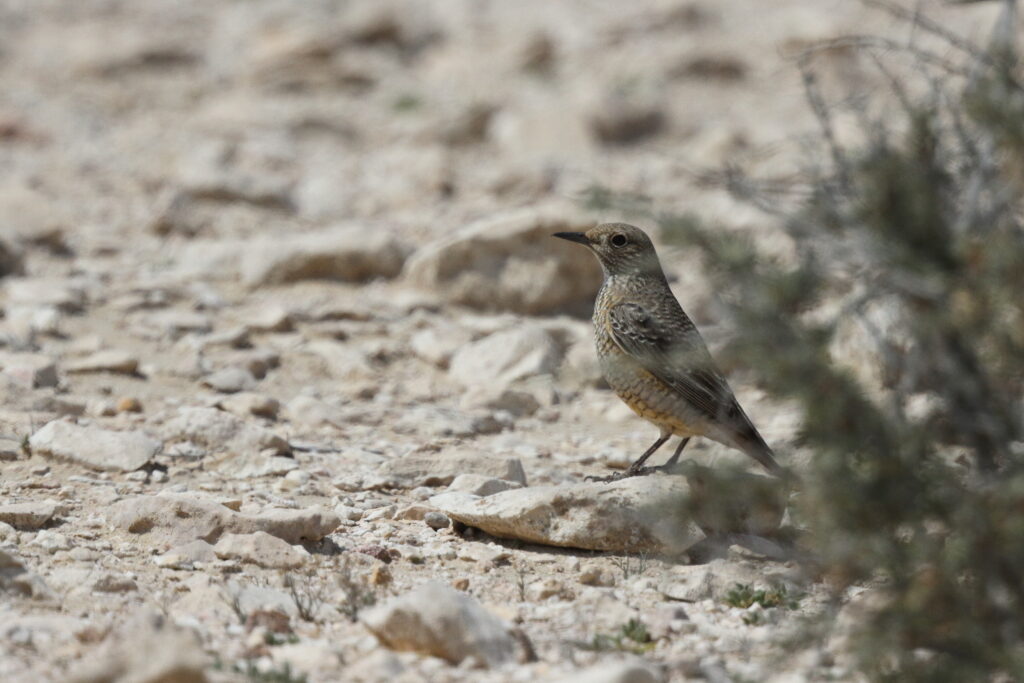 Rufous-tailed Rock Thrush. Qatar, 03 March 2016 © Neil G. Morris.