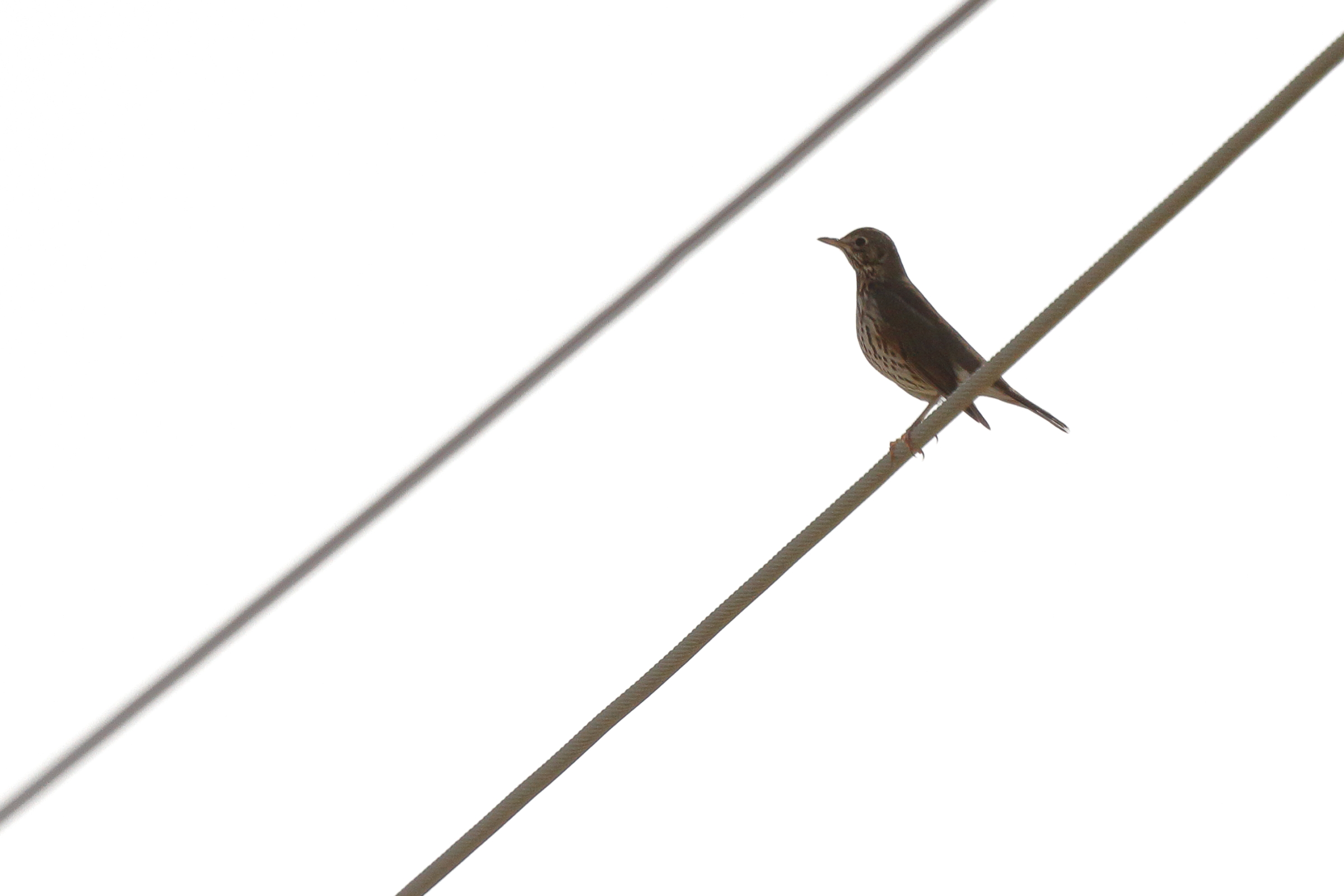 Song Thrush. Qatar, 09 March 2013 © Neil G. Morris.