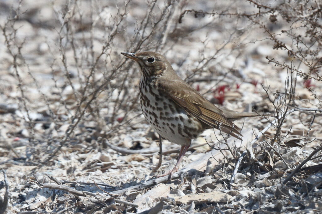Song Thrush. Qatar, 19 February 2014 © Neil G. Morris.