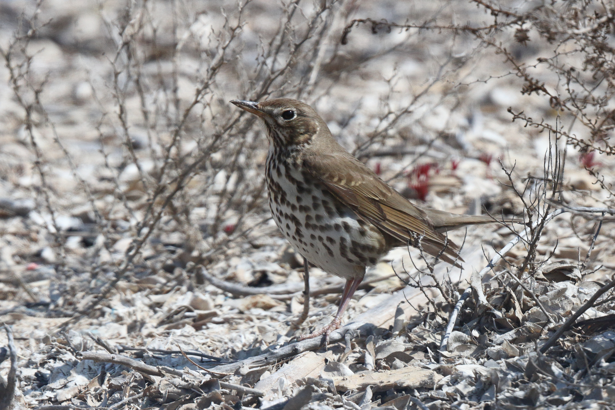 Song Thrush. Qatar, 19 February 2014 © Neil G. Morris.