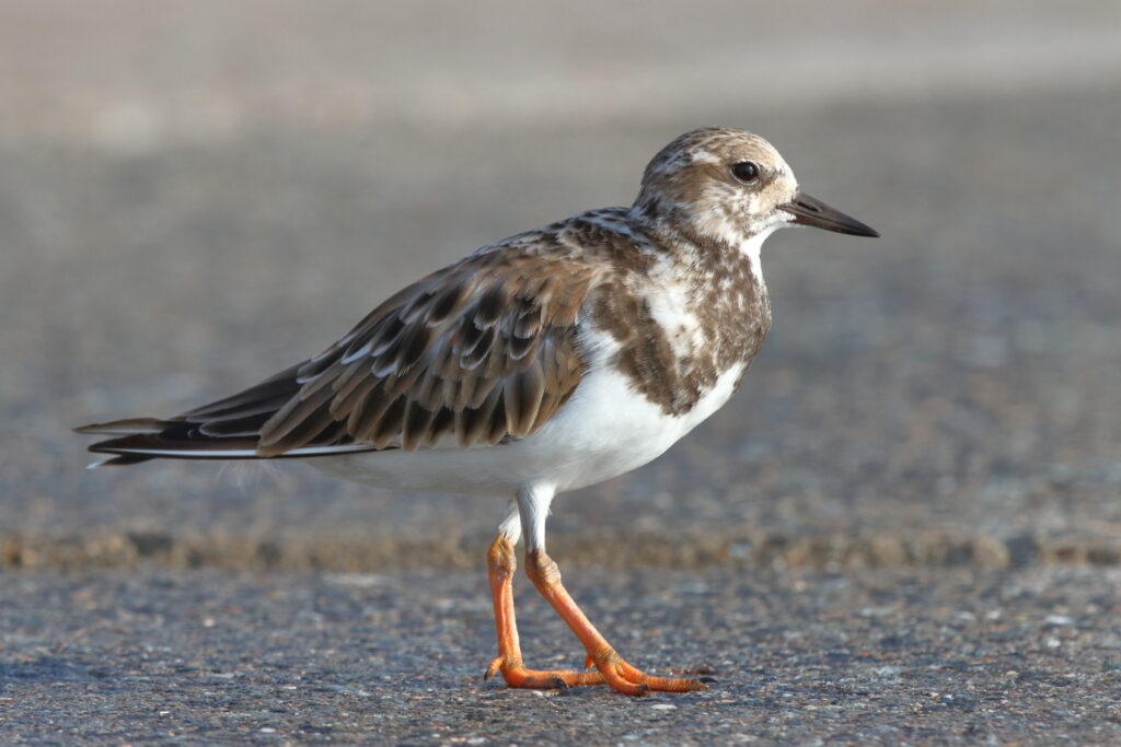 Turnstone. Qatar, 02 October 2012 © Neil G. Morris.