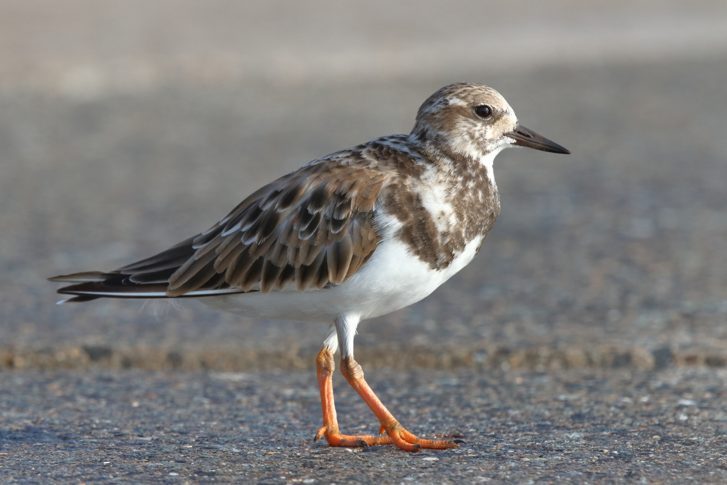 Ruddy Turnstone. Qatar, 02 October 2012 © Neil G. Morris.