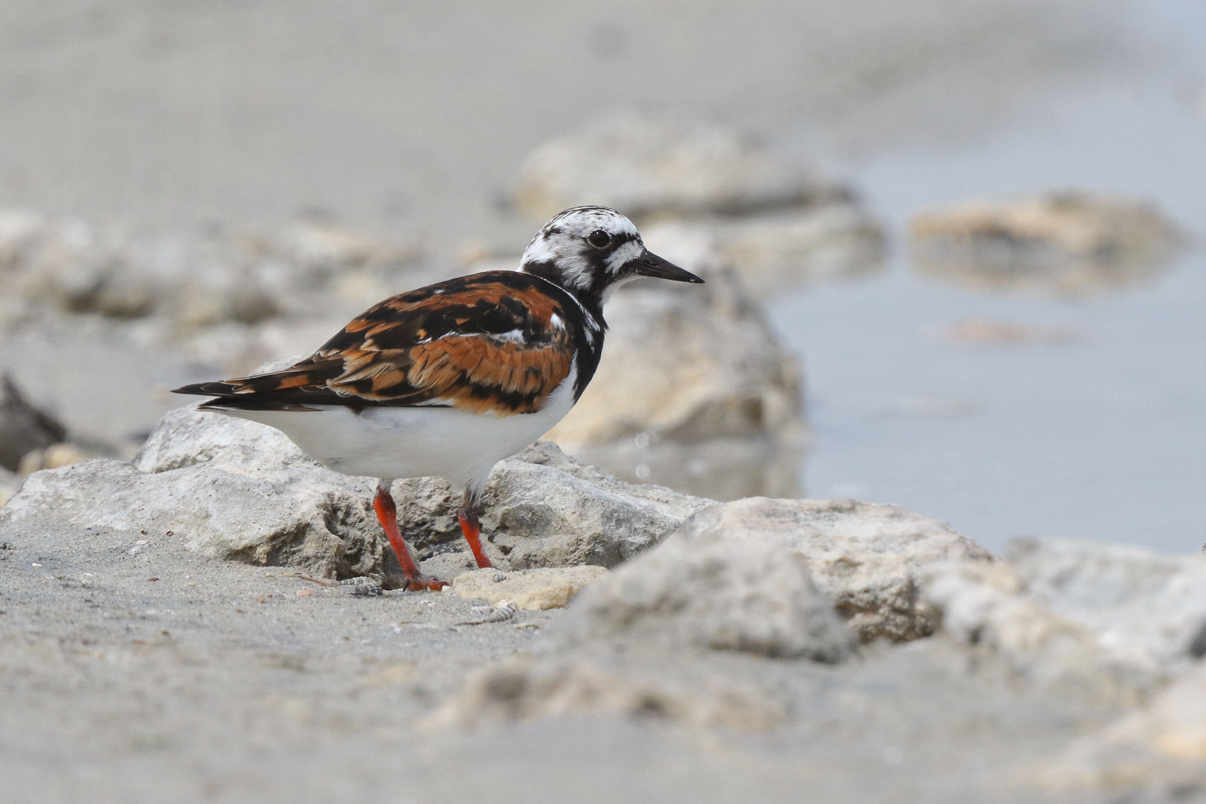 Ruddy Turnstone. Qatar, 30 April 2014 © Neil G. Morris.
