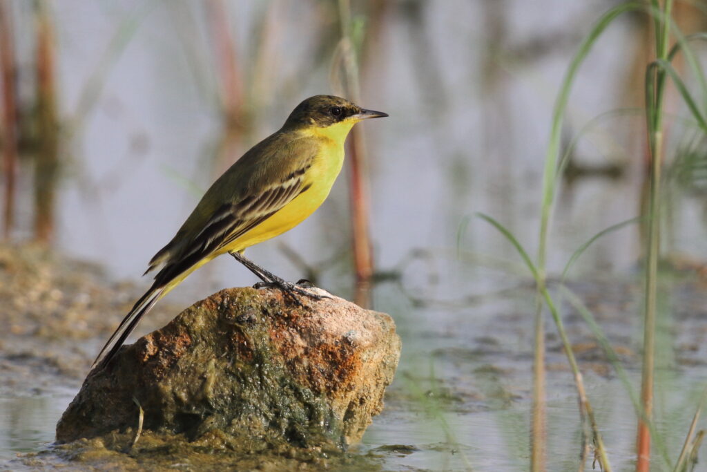 Black-headed Wagtail. Qatar, 39 October 2012 © Neil G. Morris.