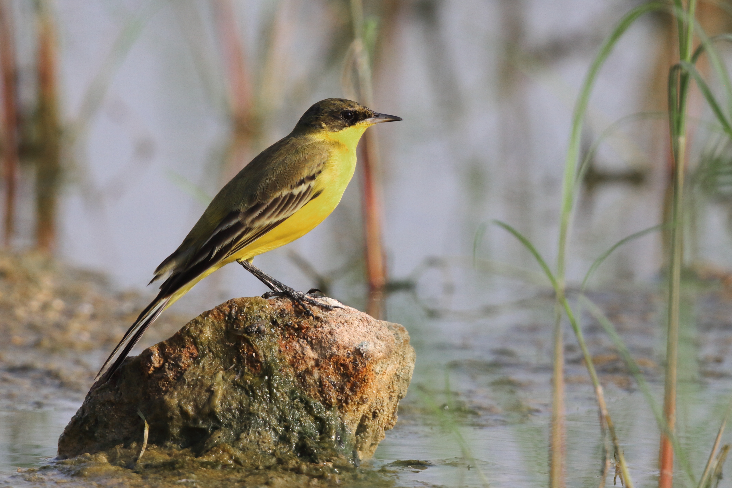 Black-headed Wagtail. Qatar, 30 October 2012 © Neil G. Morris.