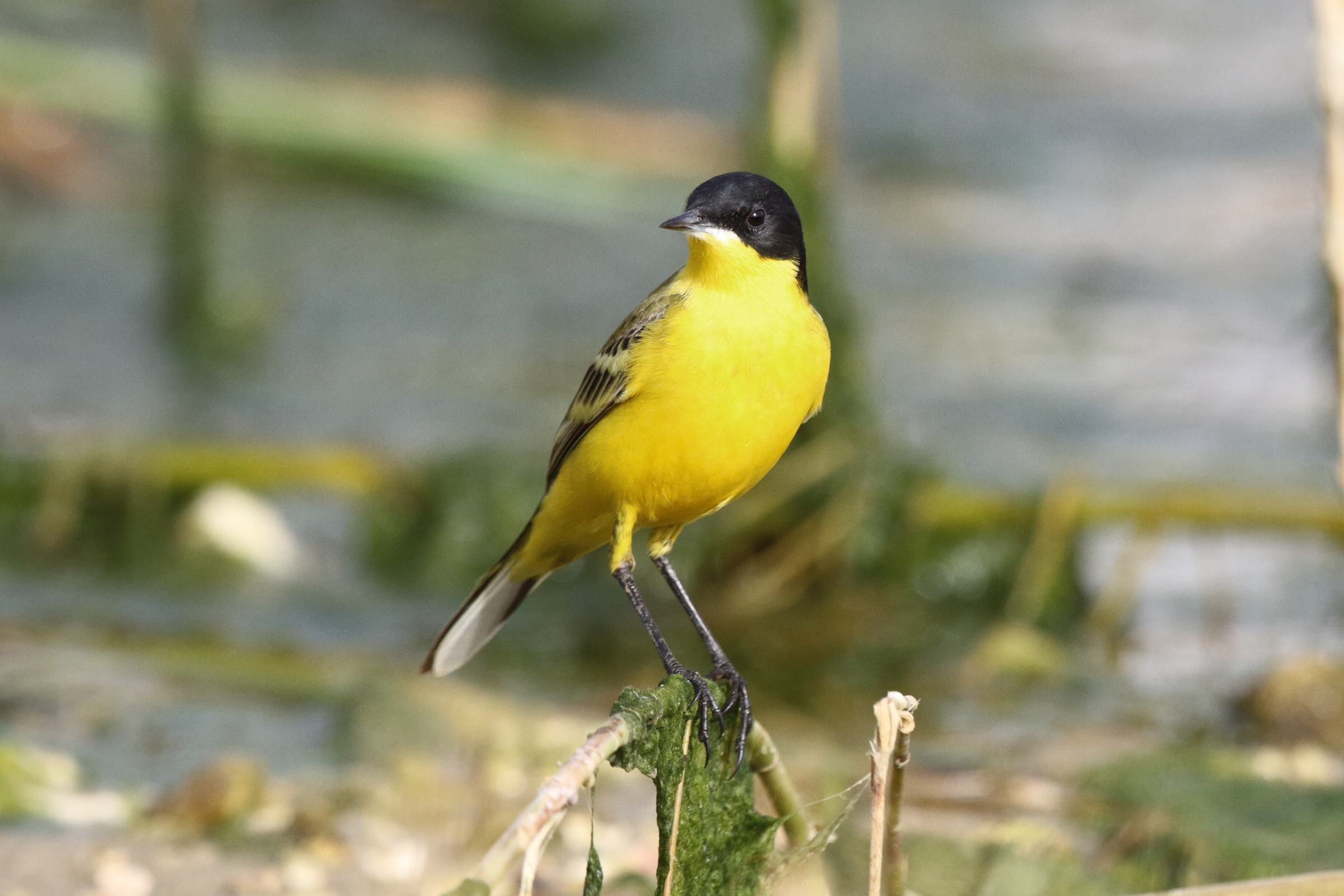 Black-headed Wagtail. Qatar, 25 February 2013 © Neil G. Morris.