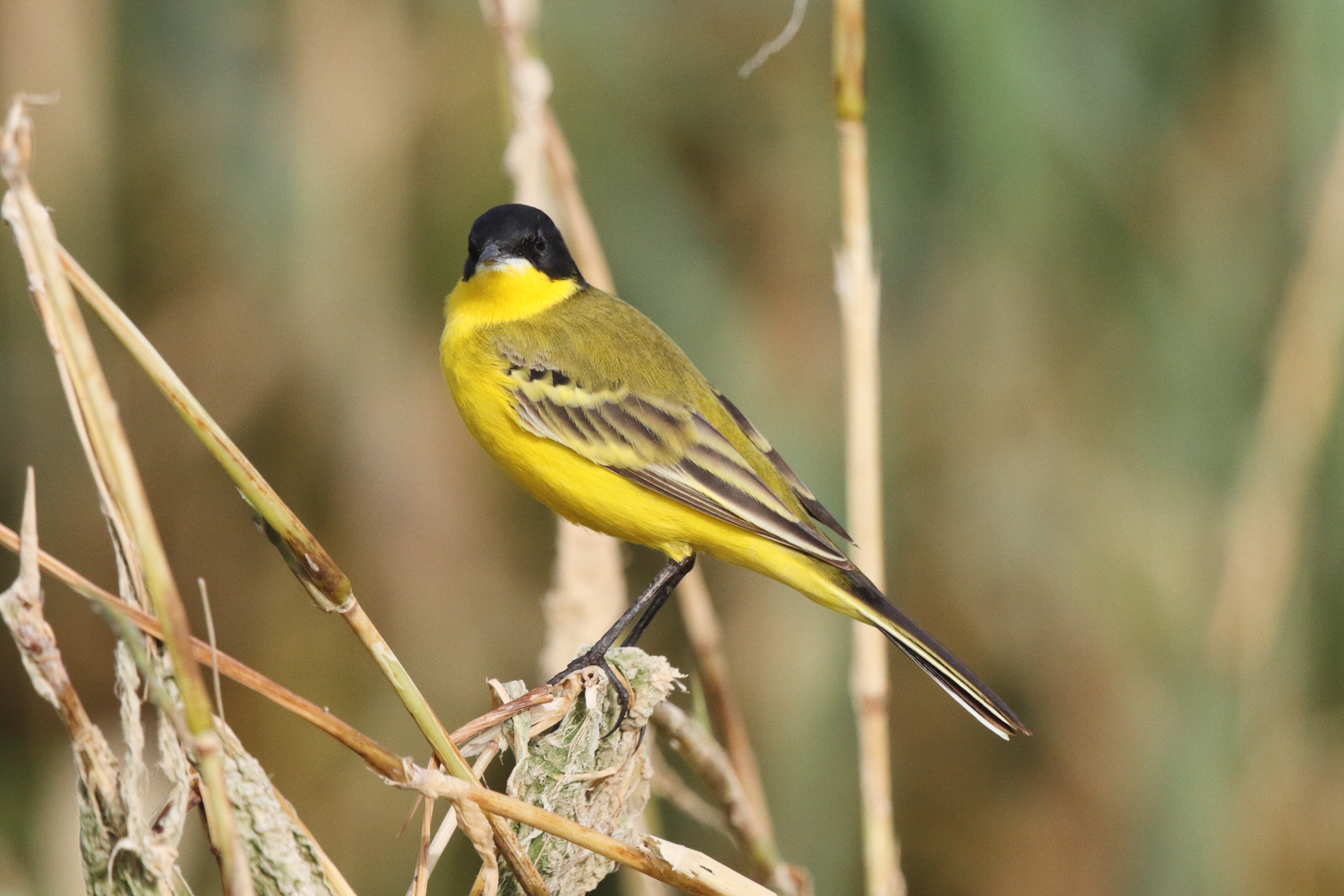 Black-headed Wagtail. Qatar, 25 February 2013 © Neil G. Morris.