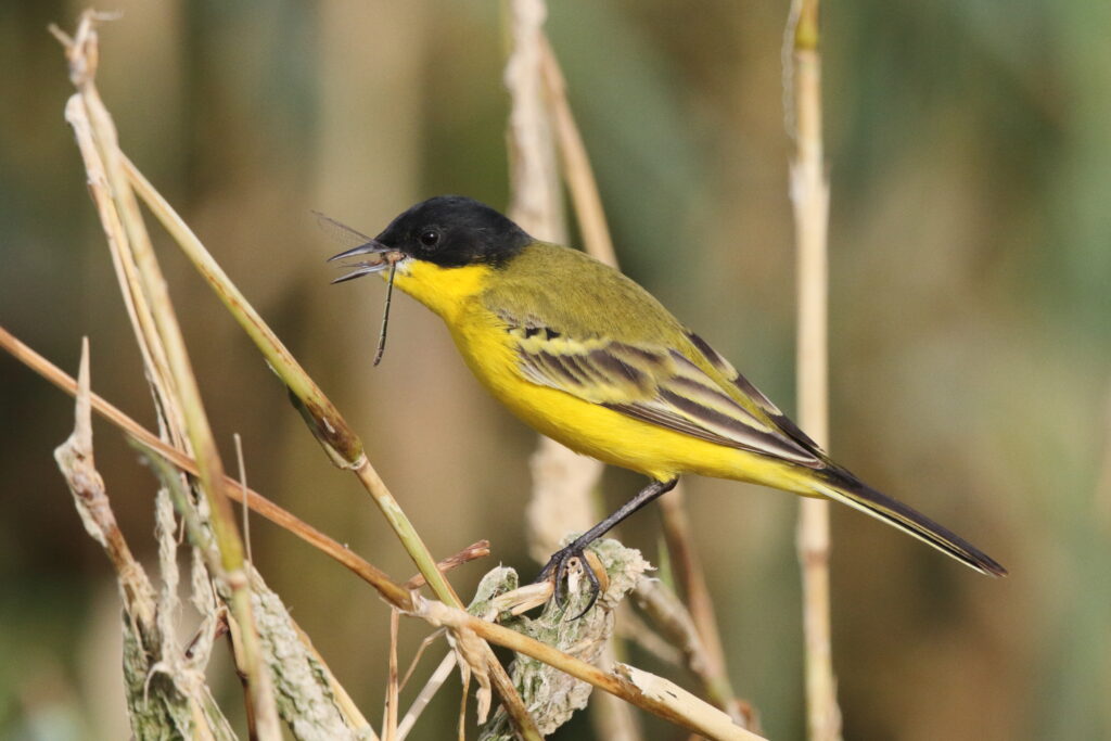 Black-headed Wagtail. Qatar, 25 February 2013 © Neil G. Morris.
