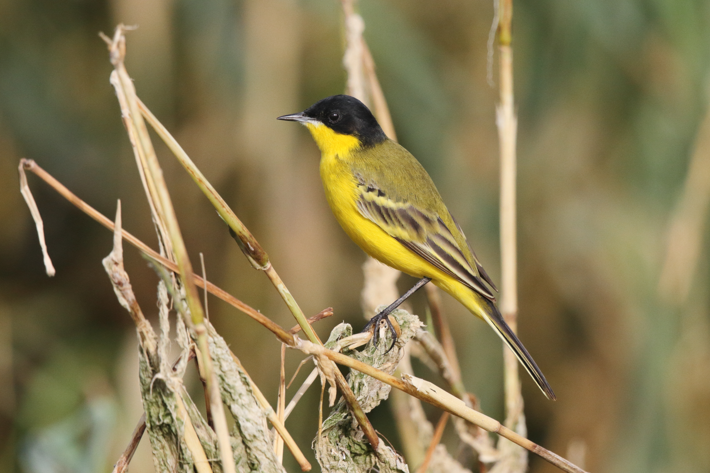 Black-headed Wagtail. Qatar, 25 February 2013 © Neil G. Morris.