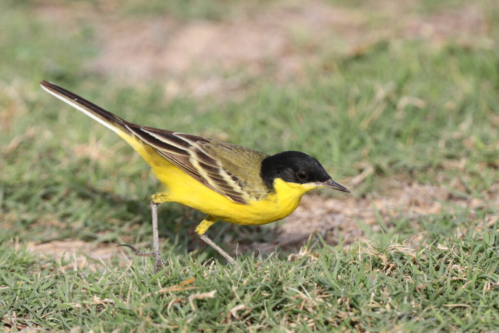 Black-headed Wagtail. Qatar, 06 April 2013 © Neil G. Morris.