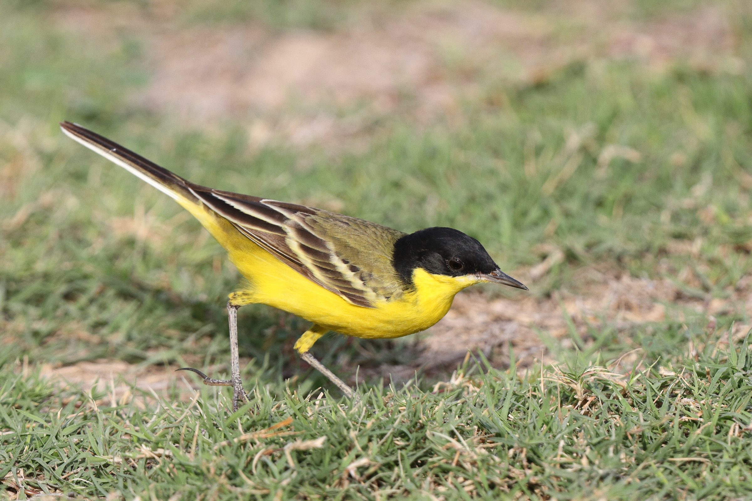 Black-headed Wagtail. Qatar, 06 April 2013 © Neil G. Morris.