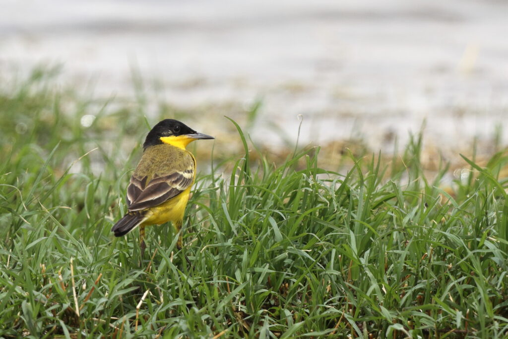 Black-headed Wagtail. Qatar, 24 April 2013 © Neil G. Morris.