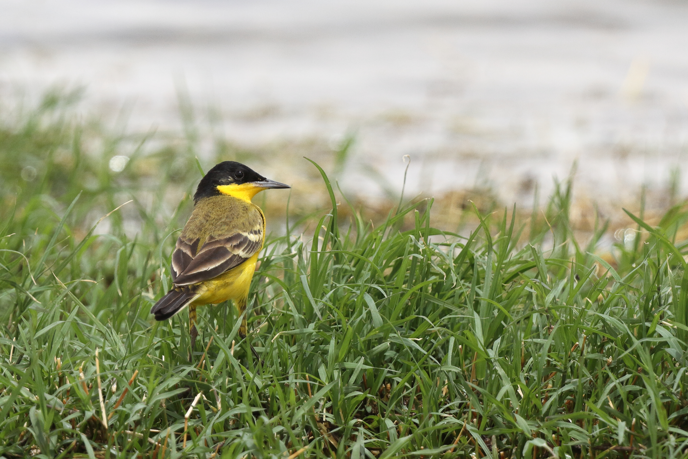 Black-headed Wagtail. Qatar, 24 April 2013 © Neil G. Morris.