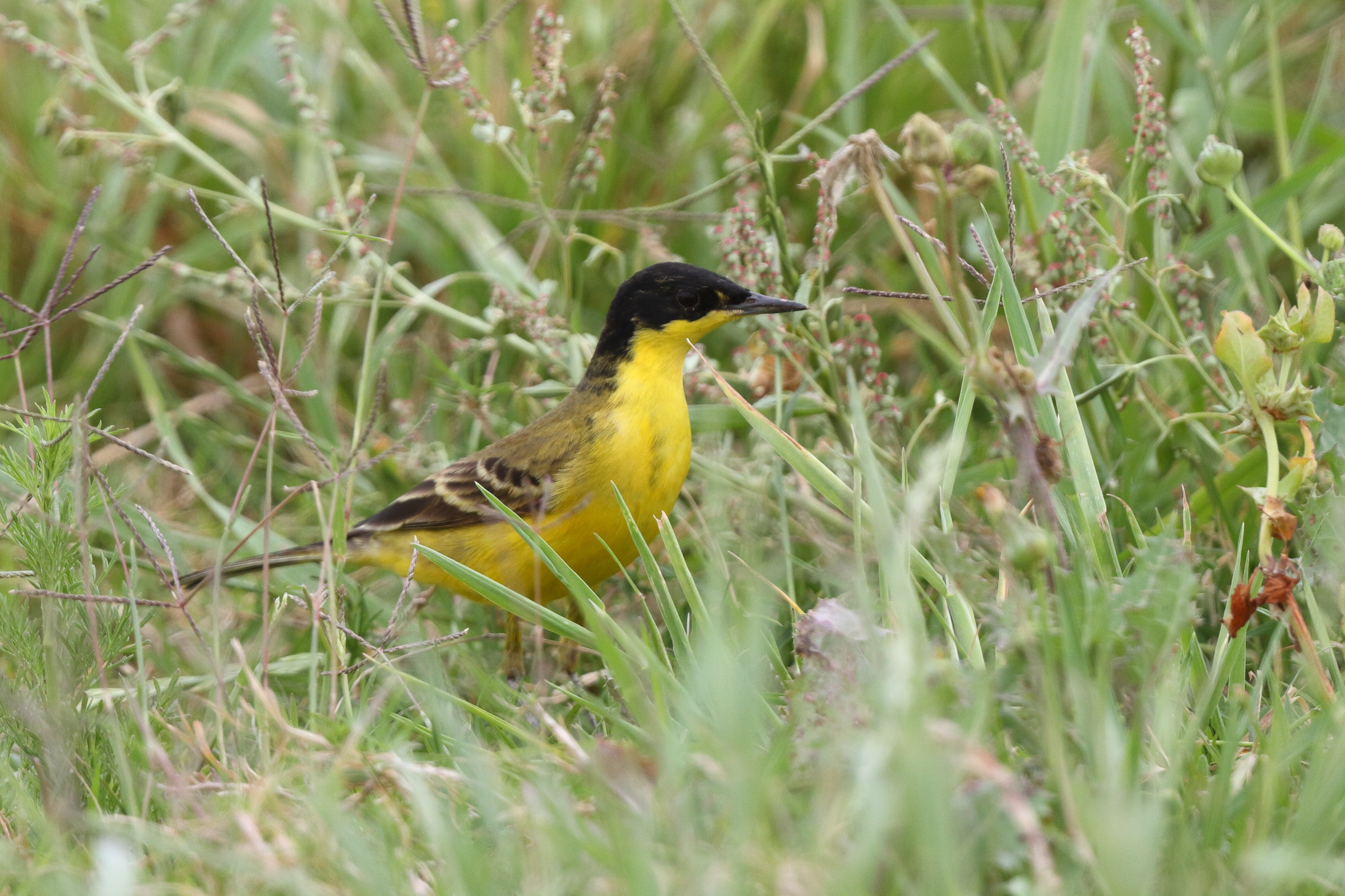 Black-headed Wagtail. Qatar, 22 March 2014 © Neil G. Morris.
