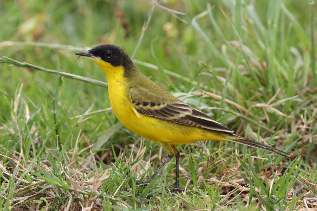 Black-headed Wagtail. Qatar, 22 March 2014 © Neil G. Morris.