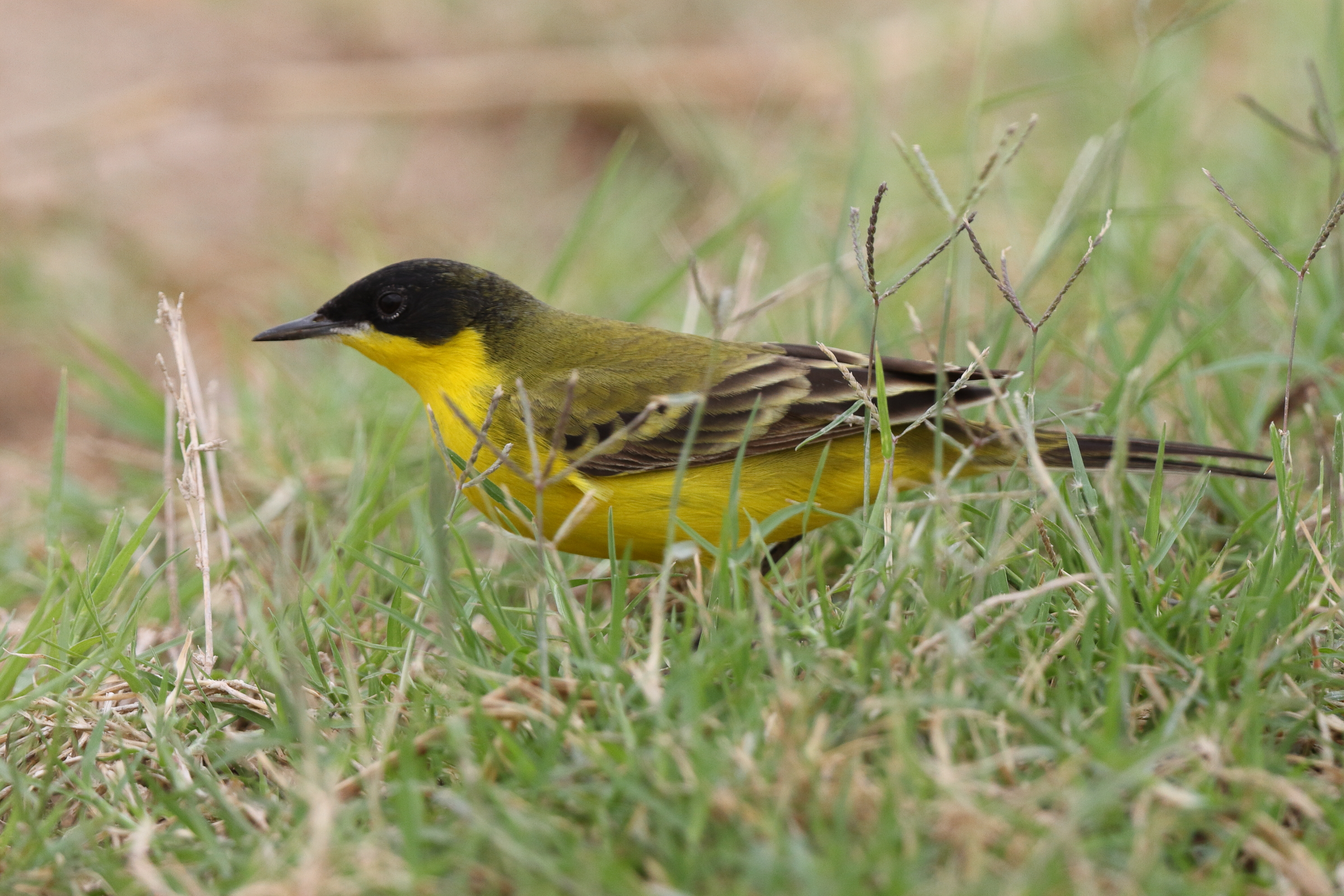 Black-headed Wagtail. Qatar, 22 March 2014 © Neil G. Morris.