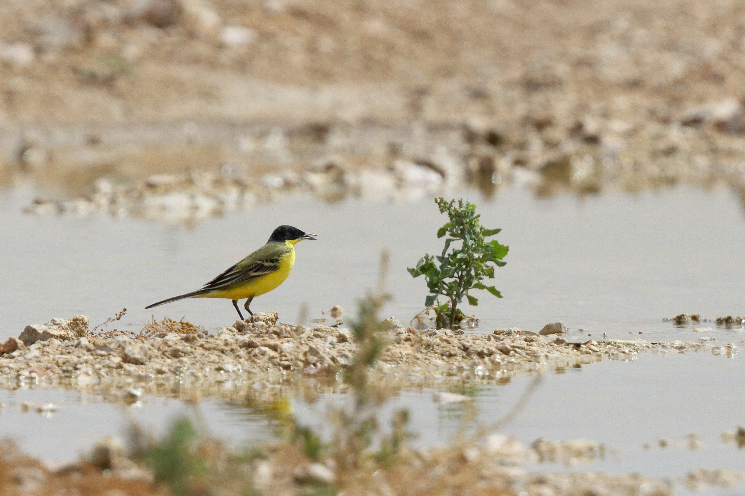 Black-headed Wagtail. Qatar, 25 March 2014 © Neil G. Morris.