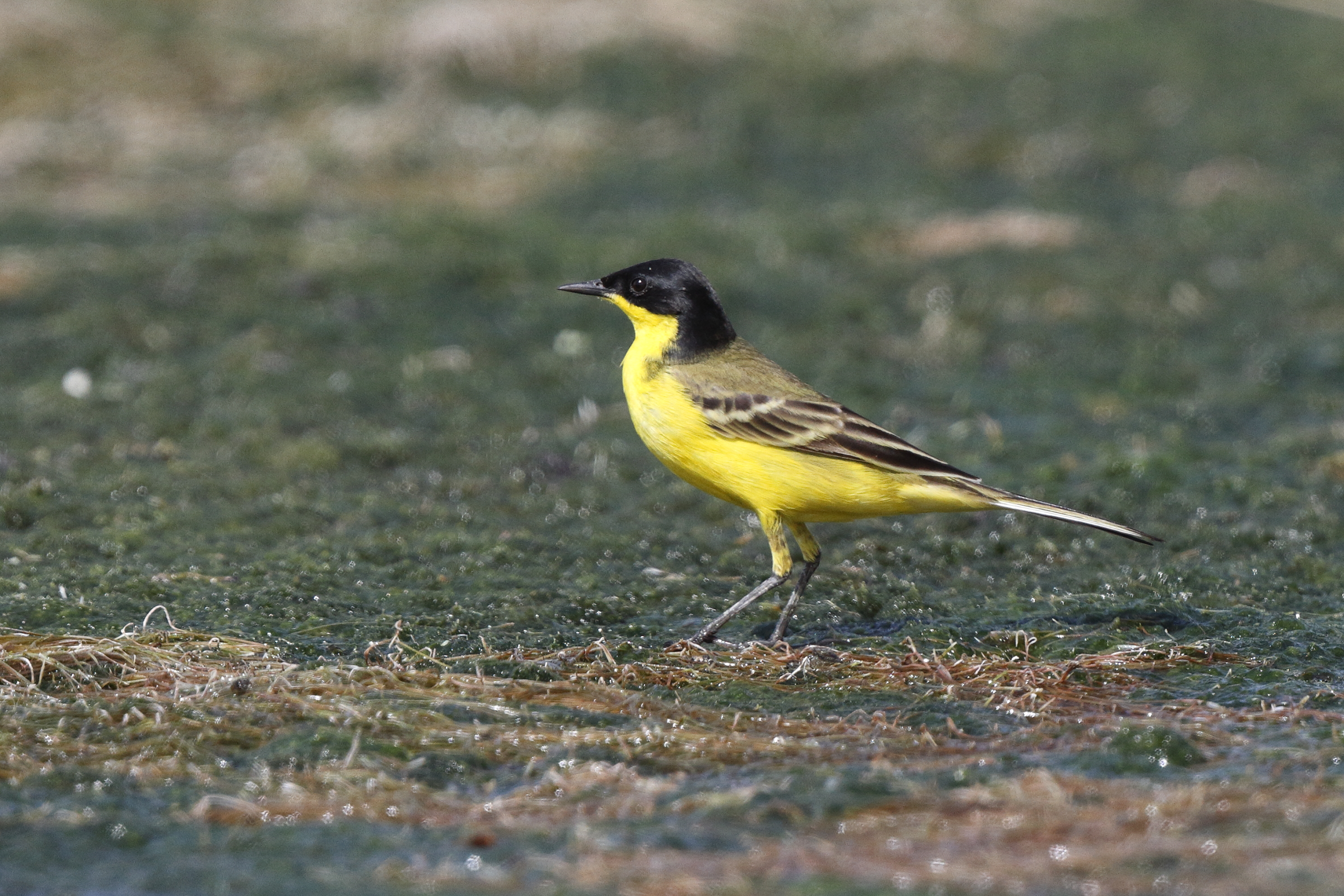 Black-headed Wagtail. Qatar, 09 April 2014 © Neil G. Morris.