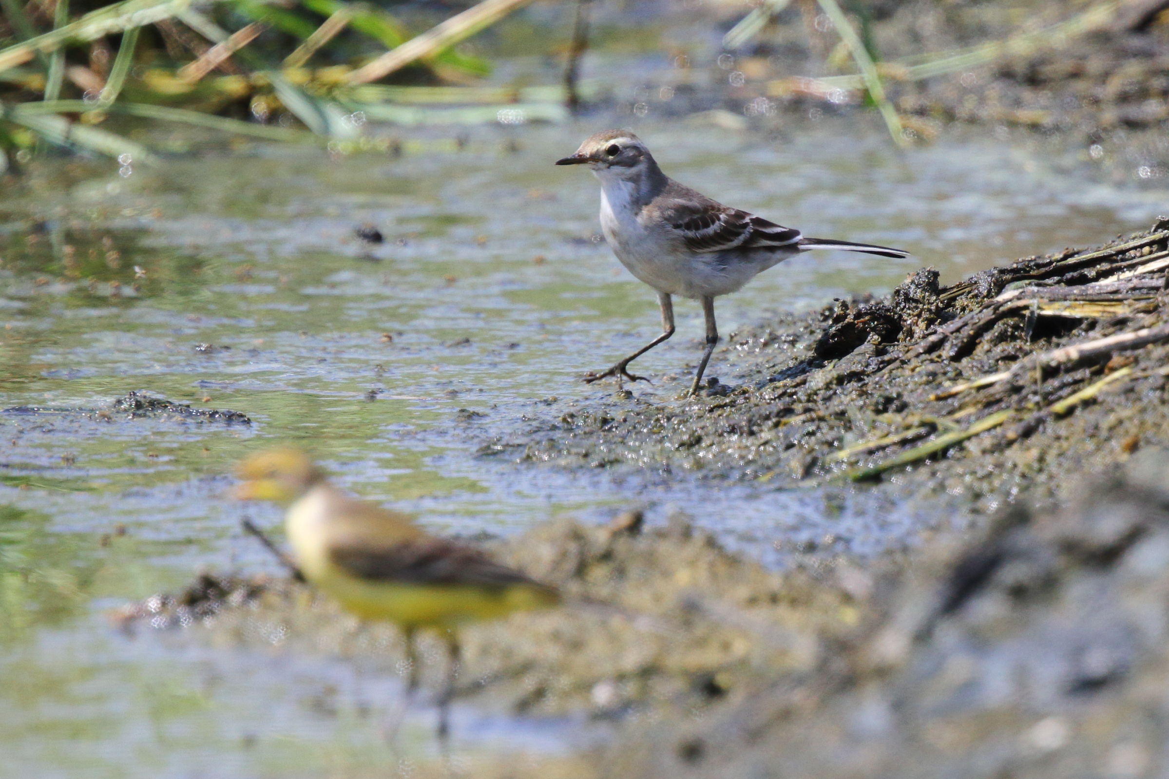Citrine Wagtail. Qatar, 10 October 2012 © Neil G. Morris.