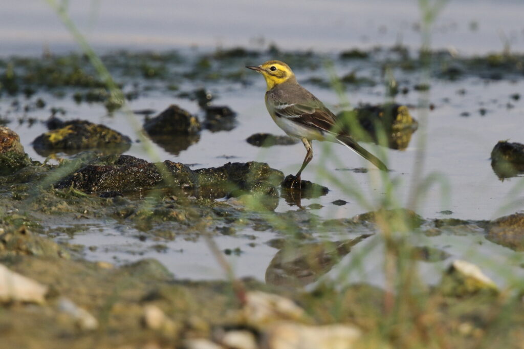 Citrine Wagtail. Qatar, 30 October 2012 © Neil G. Morris.