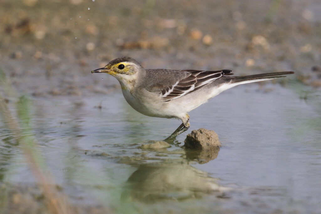 Citrine Wagtail. Qatar, 30 October 2012 © Neil G. Morris.