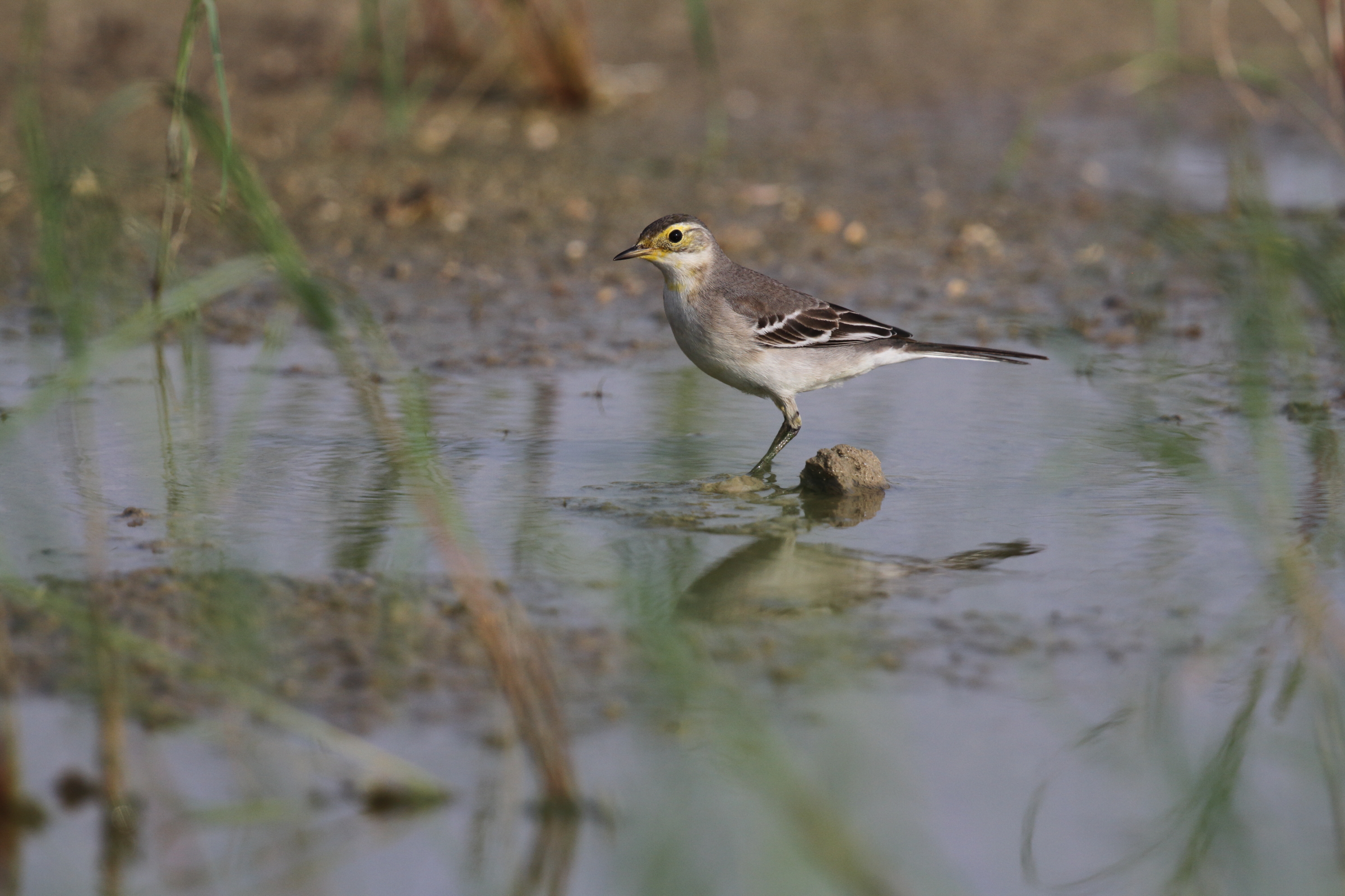 Citrine Wagtail. Qatar, 30 October 2012 © Neil G. Morris.