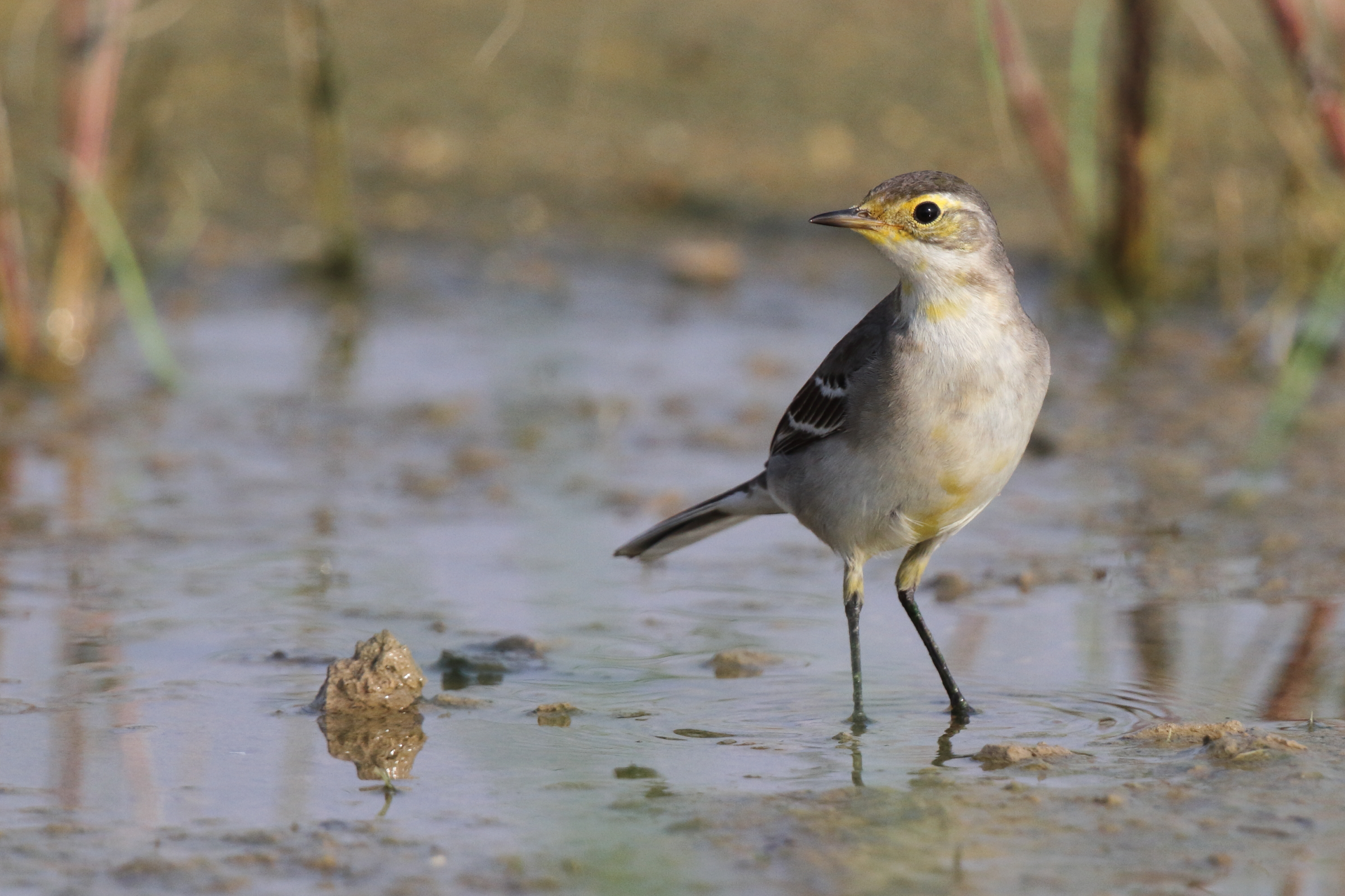 Citrine Wagtail. Qatar, 30 October 2012 © Neil G. Morris.