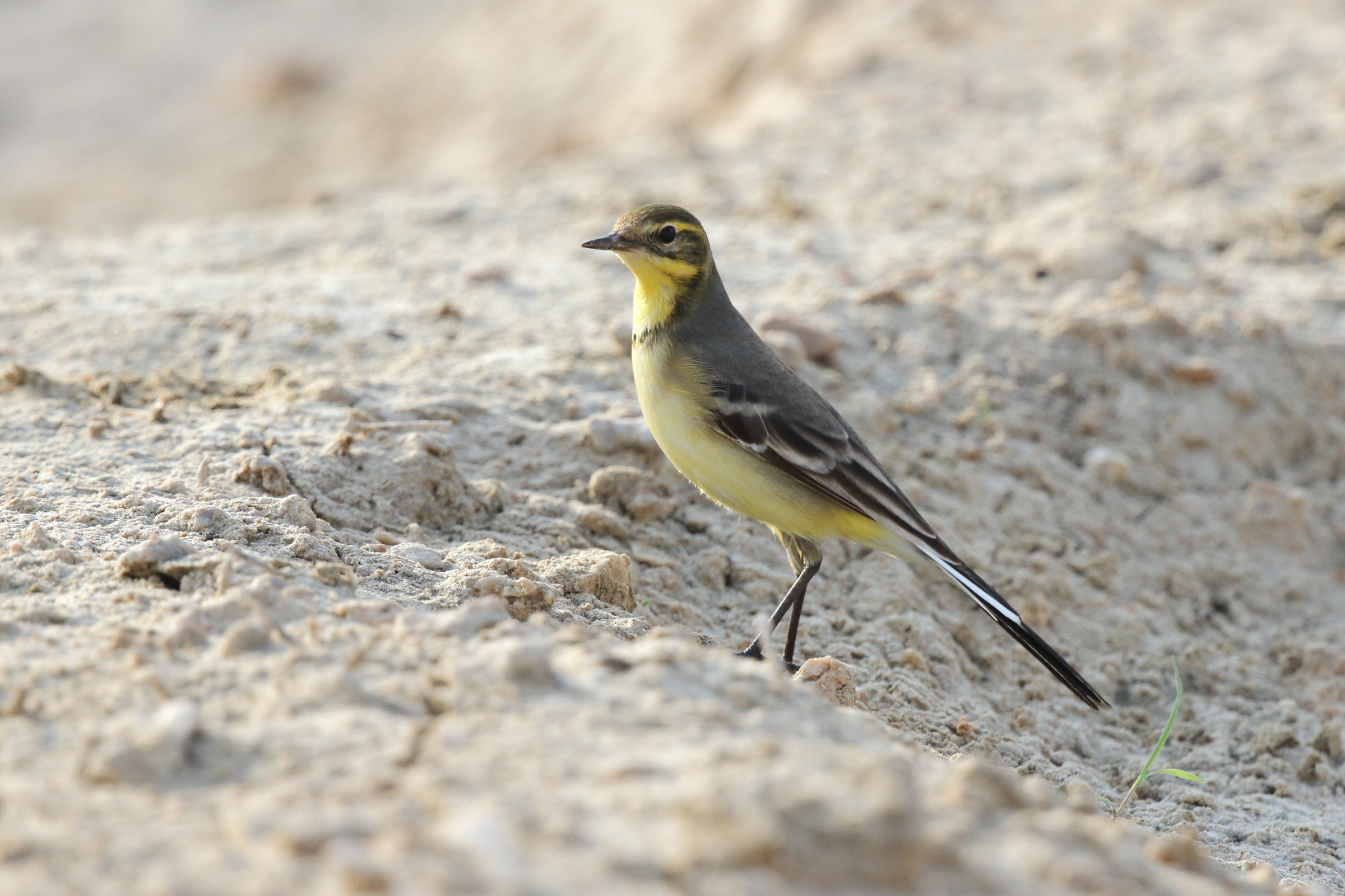 Citrine Wagtail. Qatar, 11 November 2012 © Neil G. Morris.