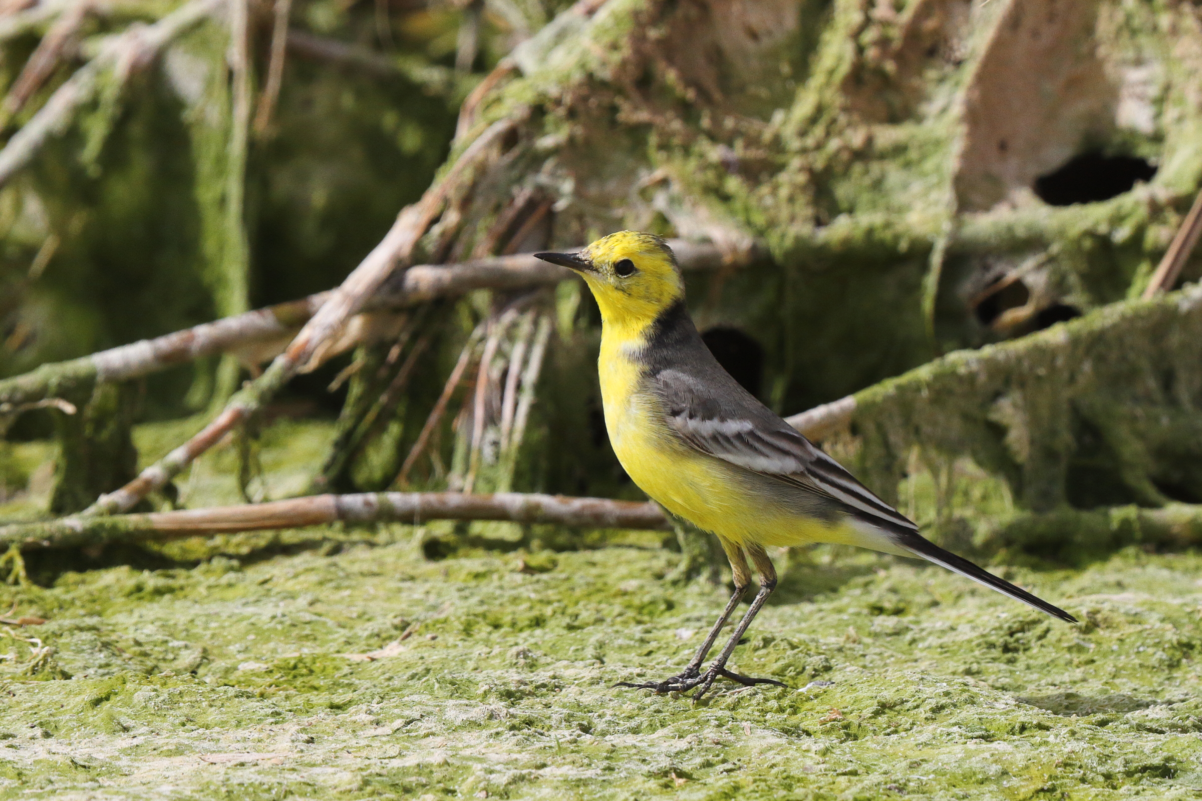 Citrine Wagtail. Qatar, 18 March 2013 © Neil G. Morris.