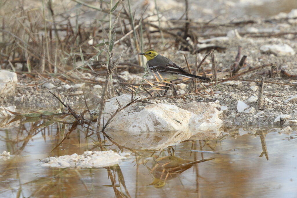 Citrine Wagtail. Qatar, 29 January 2014 © Neil G. Morris.