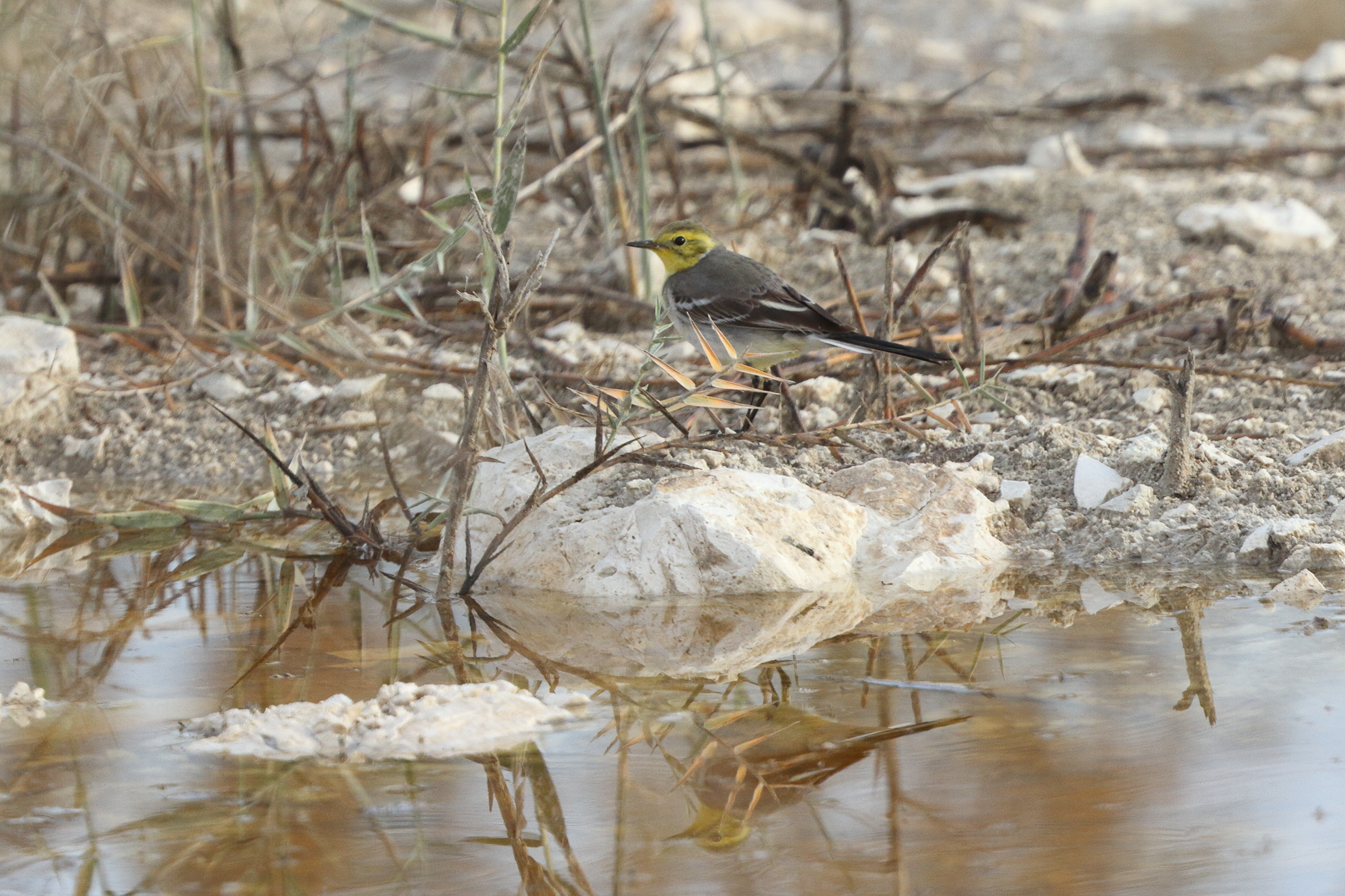 Citrine Wagtail. Qatar, 29 January 2014 © Neil G. Morris.
