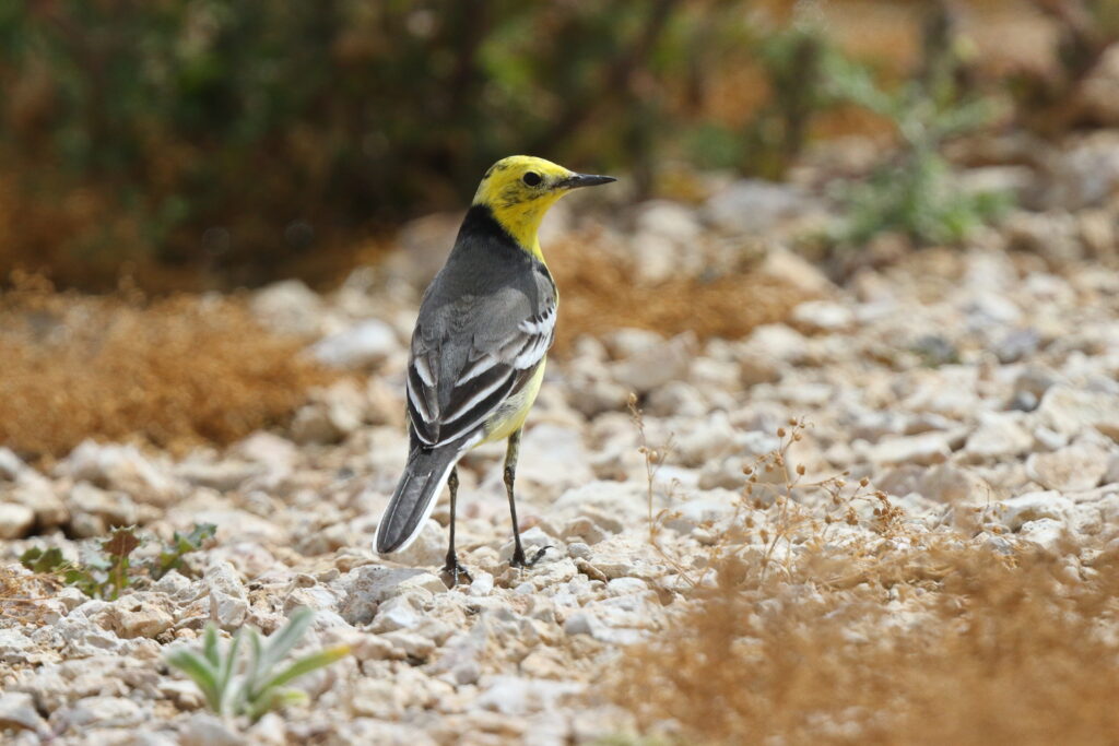 Citrine Wagtail. Qatar, 25 March 2014 © Neil G. Morris.