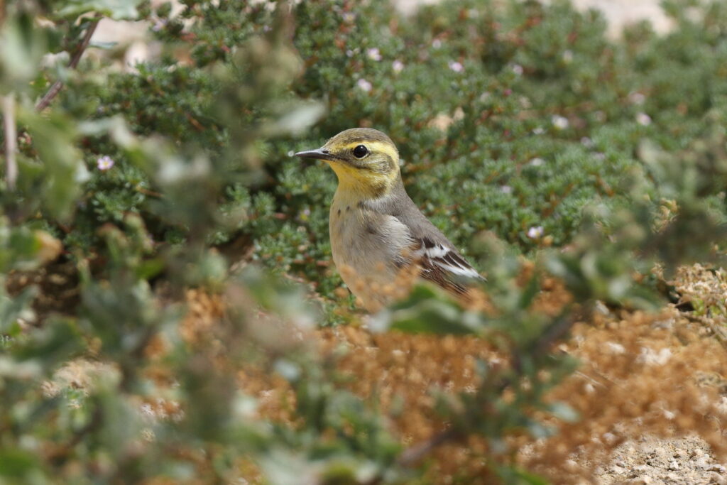 Citrine Wagtail. Qatar, 25 March 2014 © Neil G. Morris.