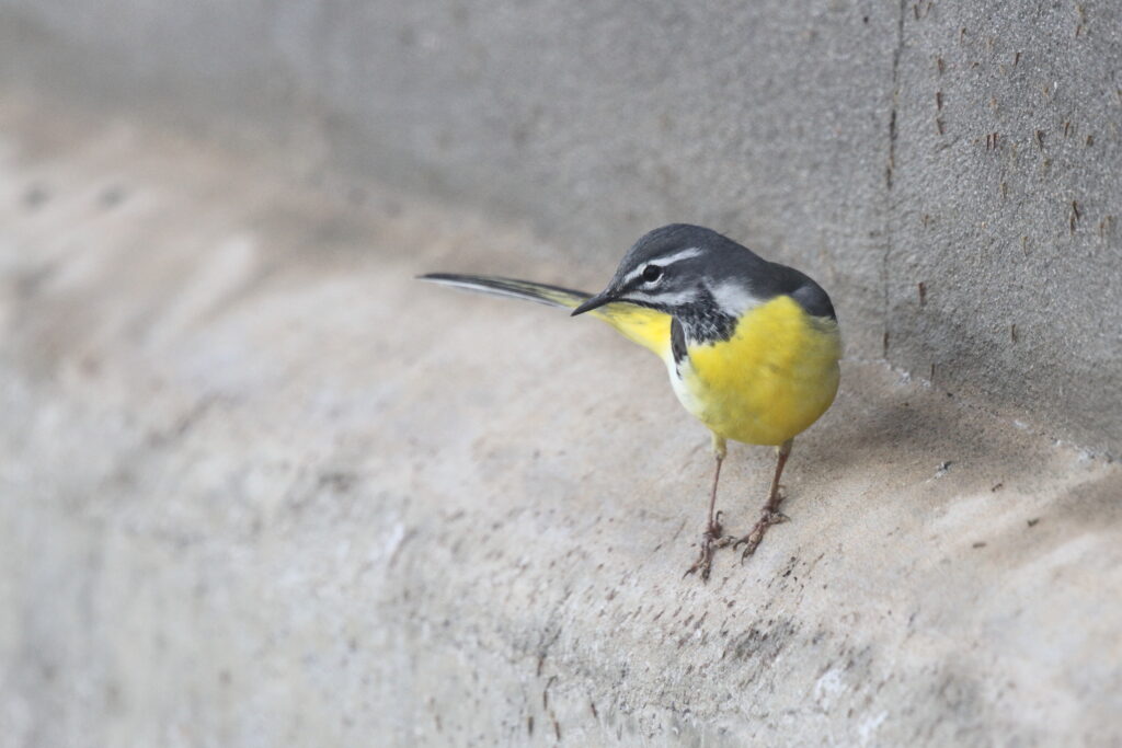 Grey Wagtail. Qatar, 24 February 2013 © Neil G. Morris.
