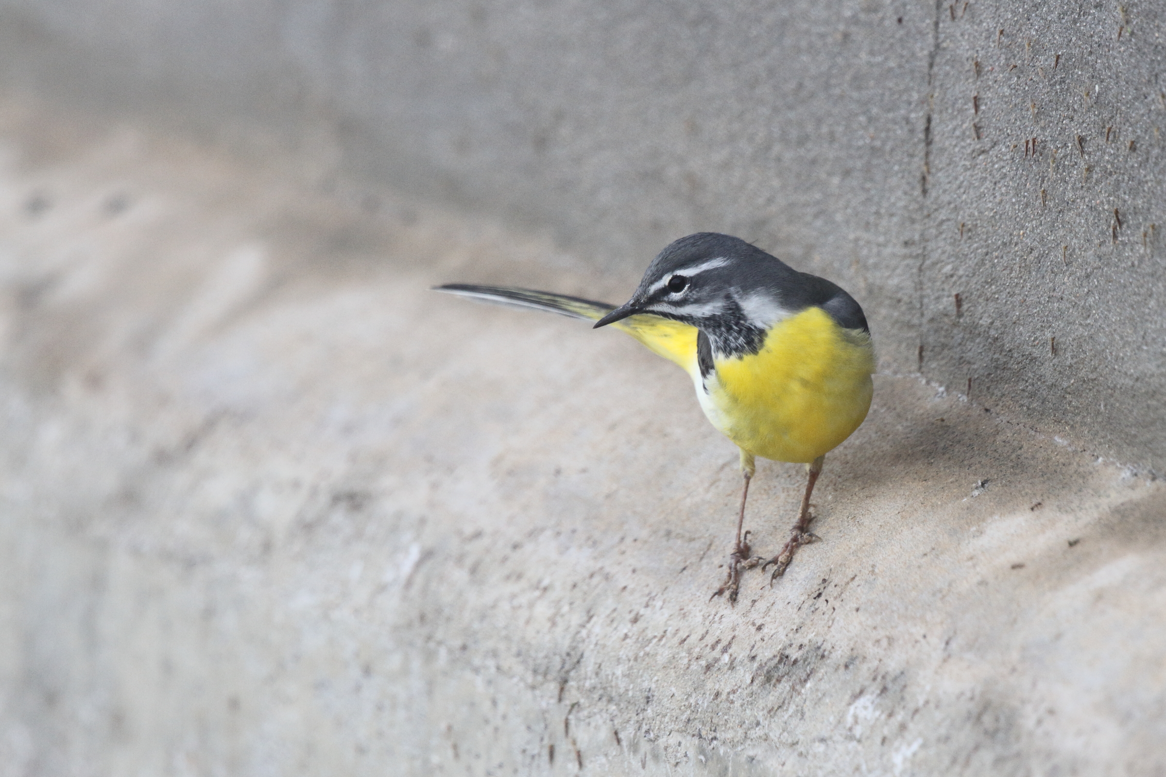 Grey Wagtail. Qatar, 24 February 2013 © Neil G. Morris.
