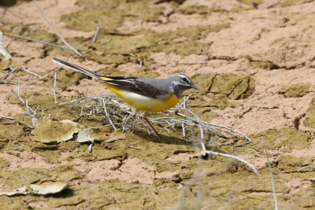Grey Wagtail. Qatar, 25 March 2014 © Neil G. Morris.
