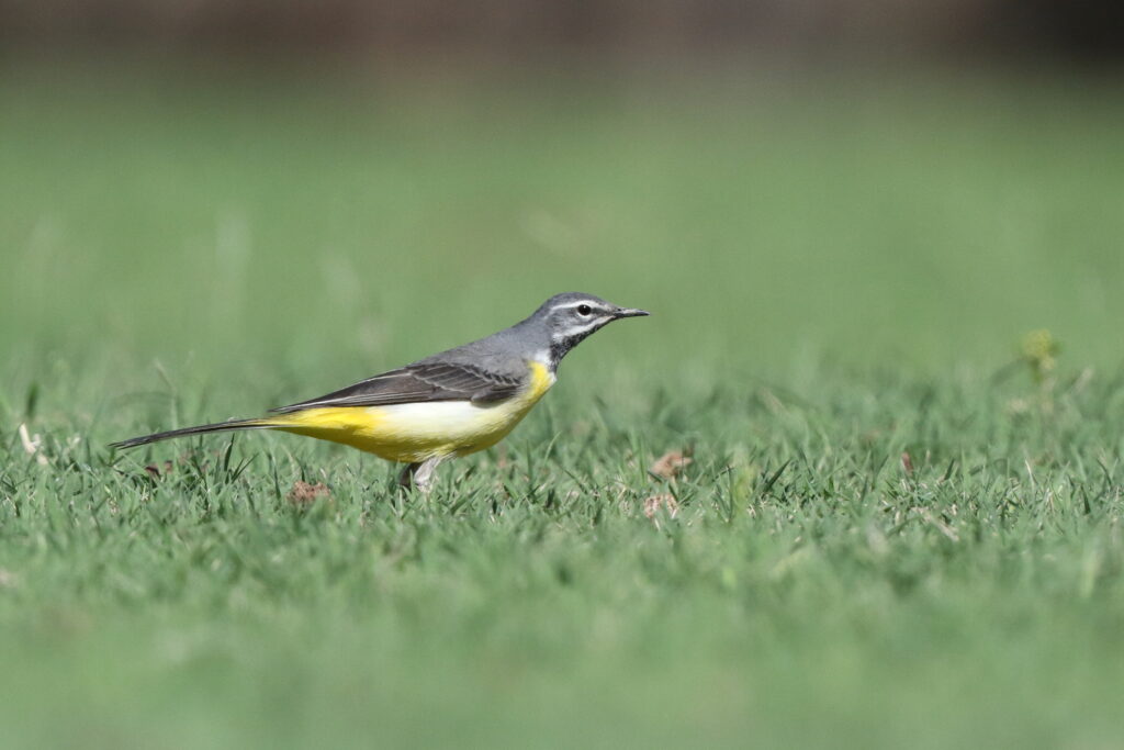 Grey Wagtail. Qatar, 01 April 2015 © Neil G. Morris.
