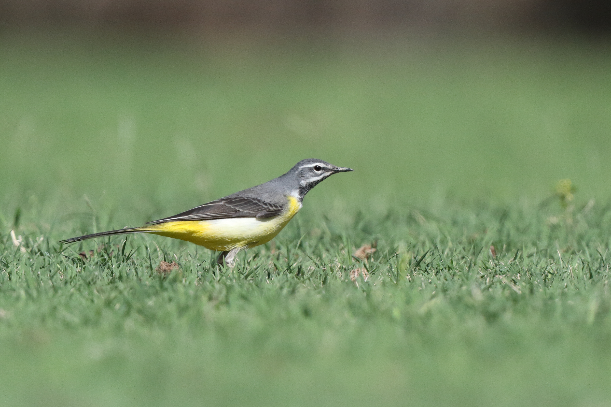 Grey Wagtail. Qatar, 01 April 2015 © Neil G. Morris.